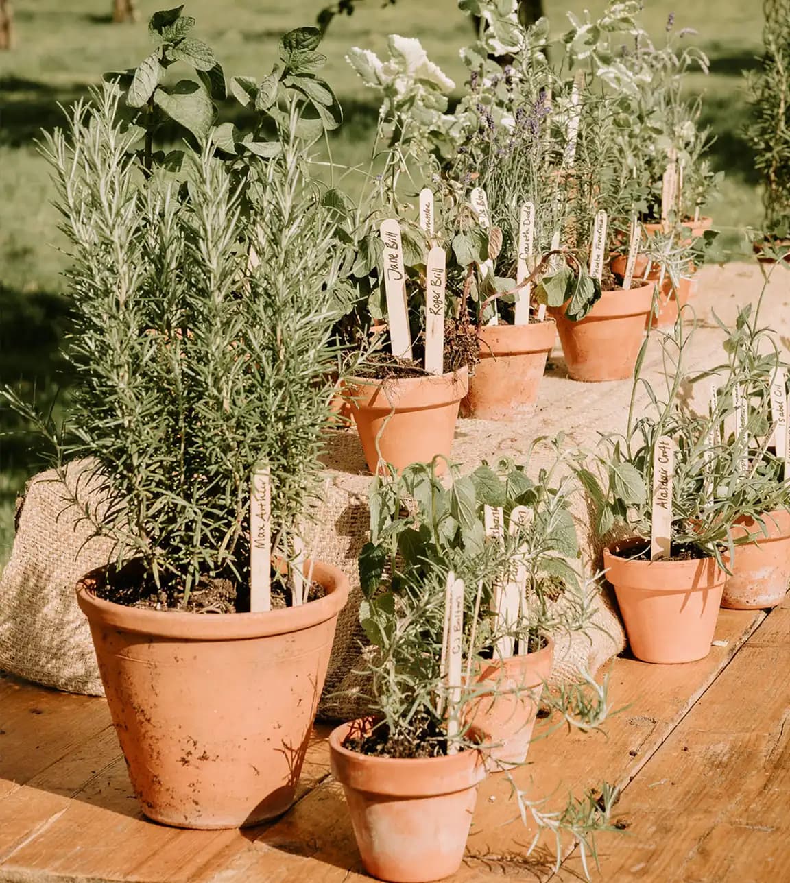 A collection of pots with herbs, used as a creative idea of wedding seating plan