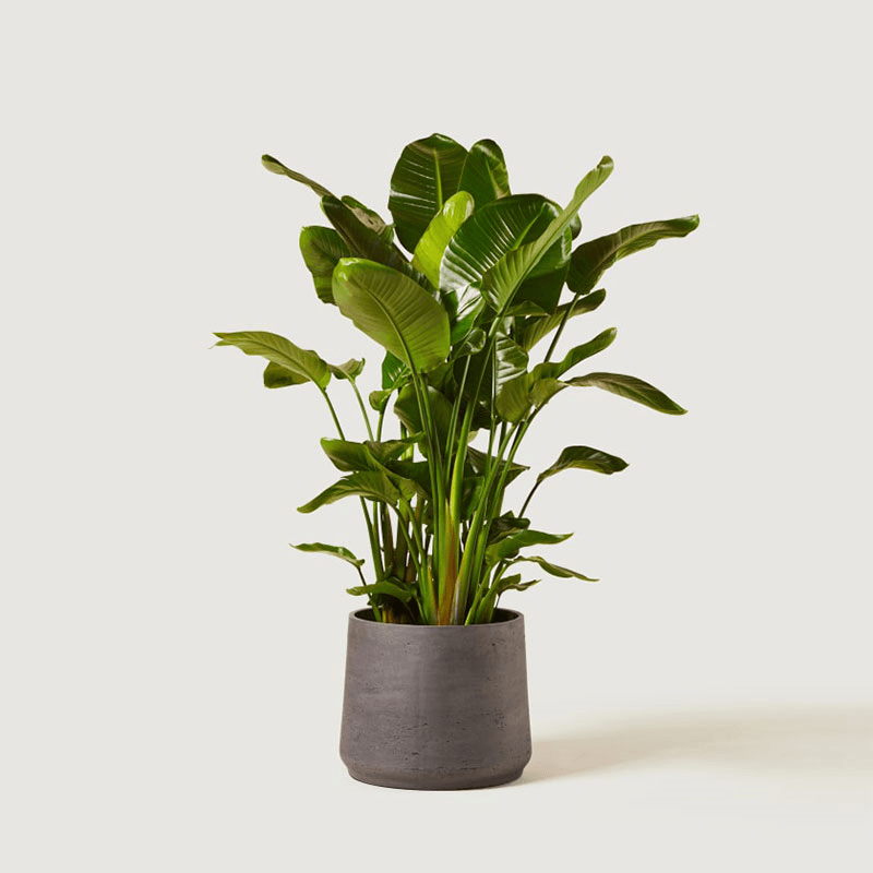 Nicolau The Strelitzia Nicolai with Grey Clay Pot, 130-140cm