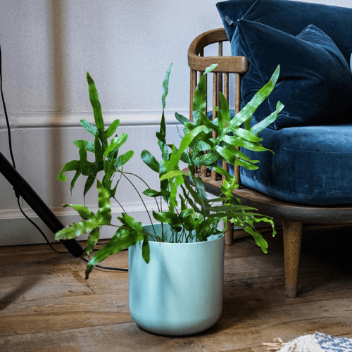 Image showing the Lisbon Planter, H25.5 x W26 x D26cm, Mint Green product.