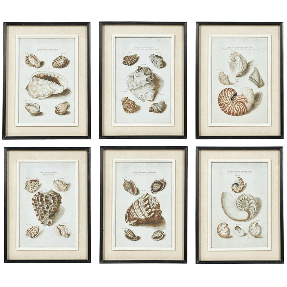 Seashell Set of 6 seashell framed prints