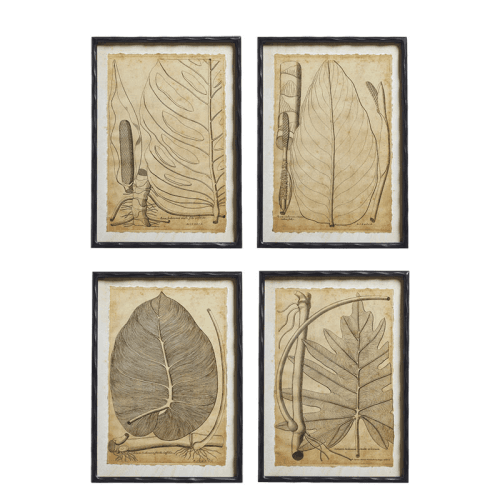 Image showing the Basilius Set of 4 Framed Leaf Prints, Natural product.