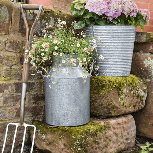 Image showing the Galvanised Milk Churn, H43cm x D33cm, Silver product.
