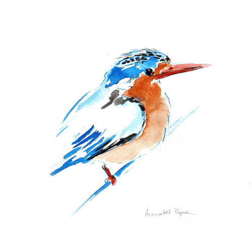 Image showing the Malachite Kingfisher Framed Print product.