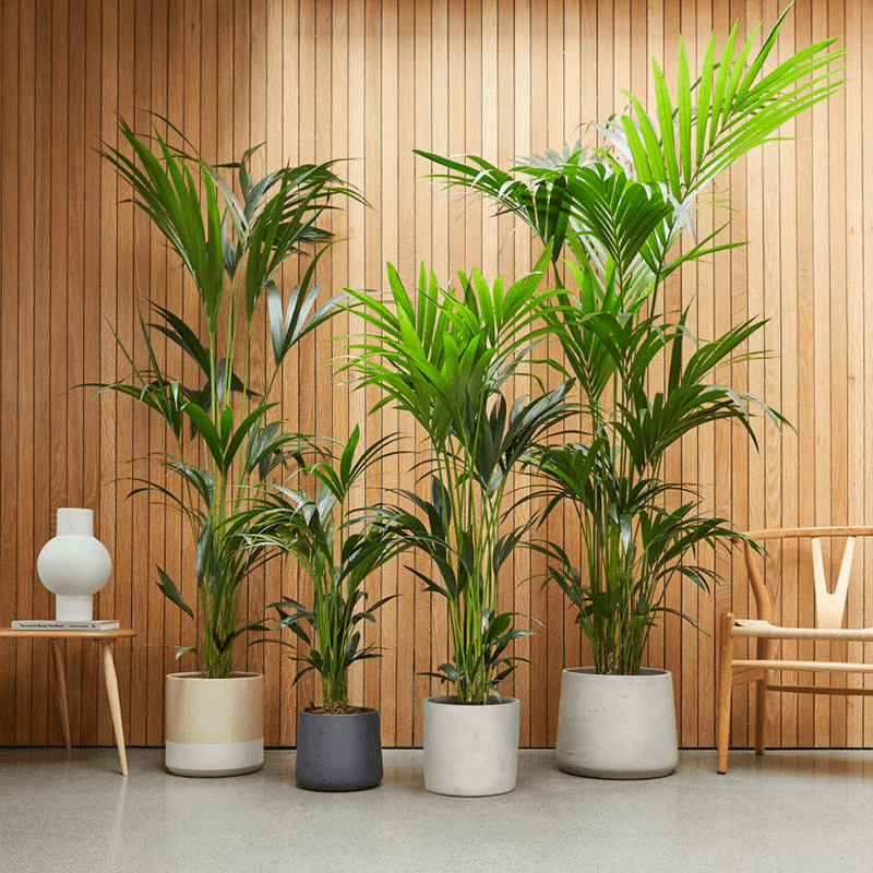 Big Ken the kentia palm with green fractured pot, 29 x 170cm