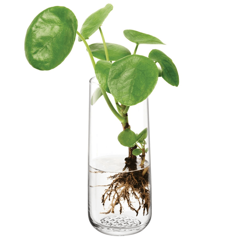 Market, Bud Vase, Clear