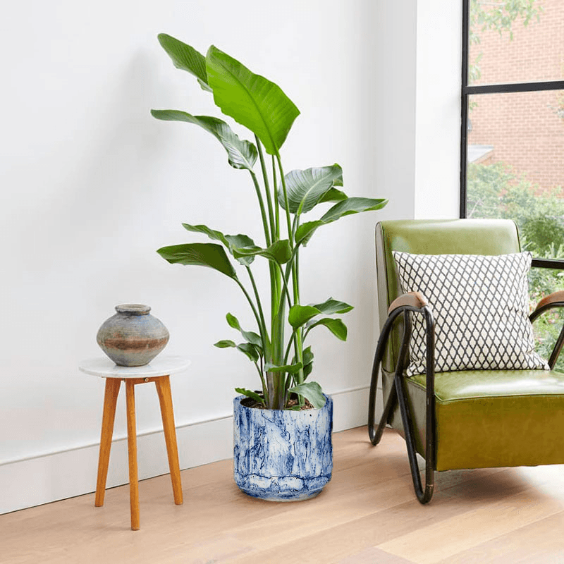 Chaz, Fidel and Big Ken large plants and pots set, 21 x 80cm