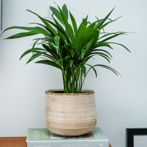 Image showing the Como Pot, D21cm, Ivory product.
