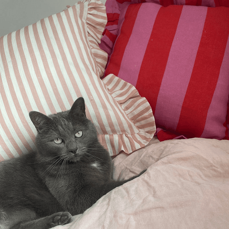 Candy Stripe Cushion Cover, 45 x 45cm, Blush