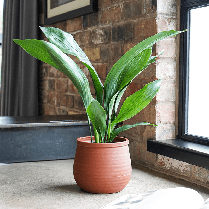 Handthrown Planter, D19cm, Burnt Umber