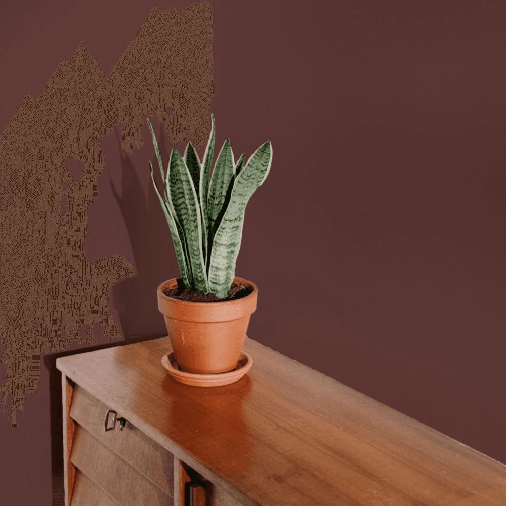 Flat Matt Wall & Ceiling Paint, The Old Corset Factory Dark Red Rust 2.5L