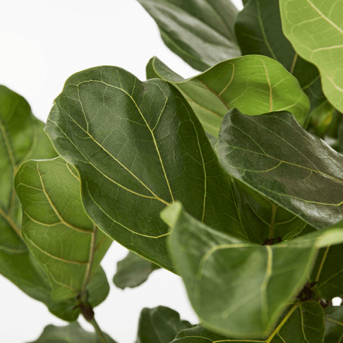 Image showing the Fidel the fiddle-leaf fig tree with charcoal clay pot, 38 x 170cm product.
