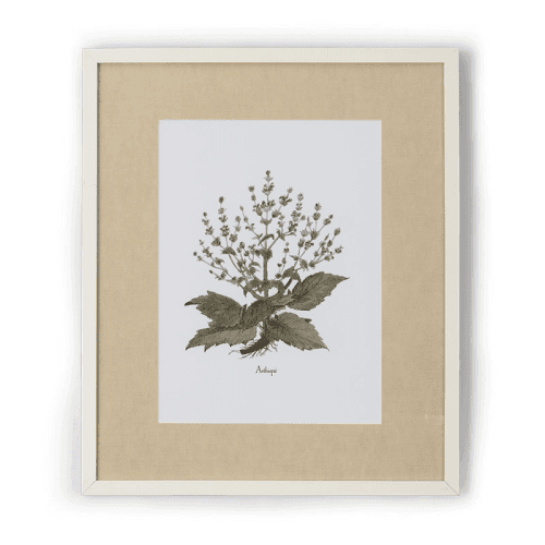 Image showing the Clipsham Botanical Art, Aethiopis product.