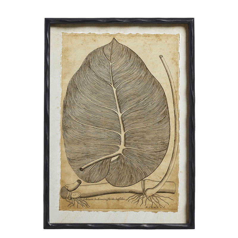 Basilius Set of 4 Framed Leaf Prints, Natural