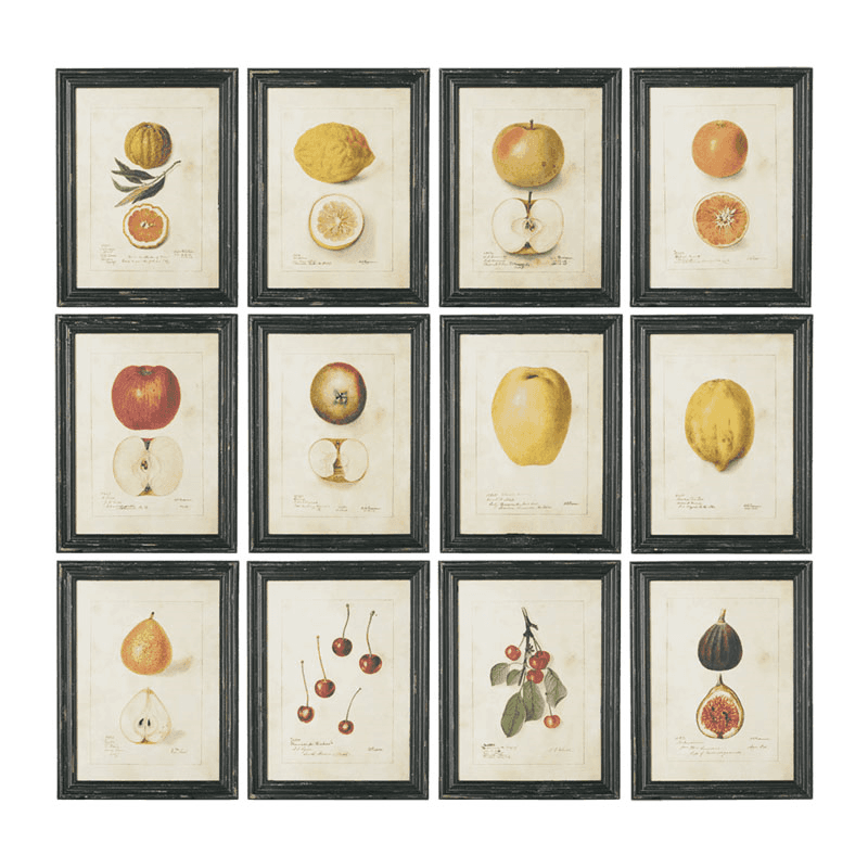 Anatomical Fruit Set of 12 framed prints, 38 x 50cm