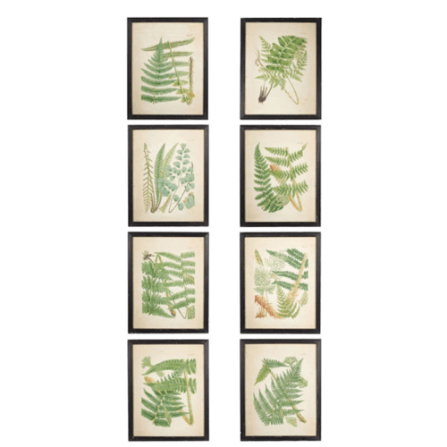 Image showing the Fern Set of 8 framed prints, W47 x H59cm product.