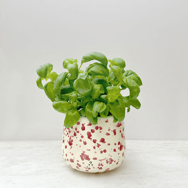 Splatter Indoor Planter, D15 x H13cm, Cranberry