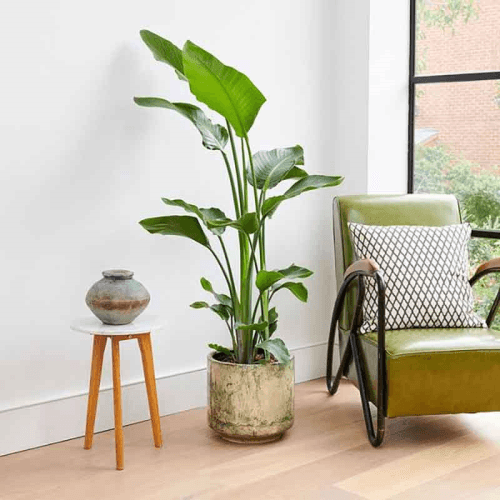 Image showing the £150 Patch Plants Gift Voucher product.