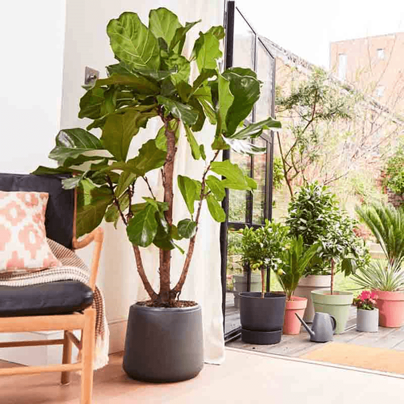 £500 Patch Plants Gift Voucher