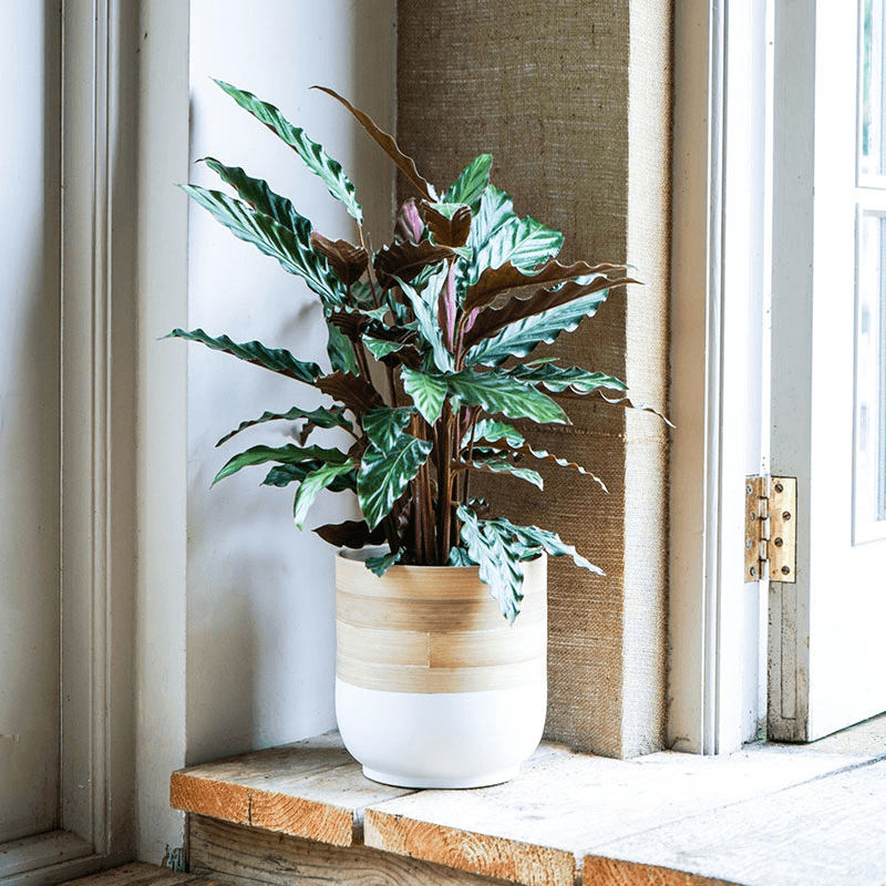 Bamboo Planter, H20 x W23 x D23cm, White