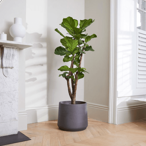 Image showing the Fidel the fiddle-leaf fig tree with charcoal clay pot, 38 x 170cm product.
