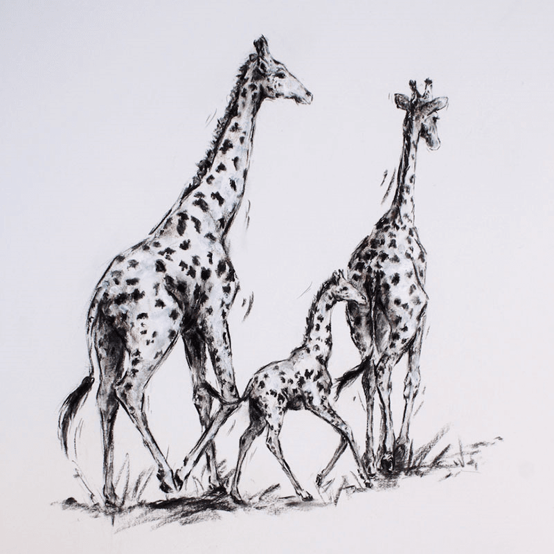 Acacia Plains Framed Print