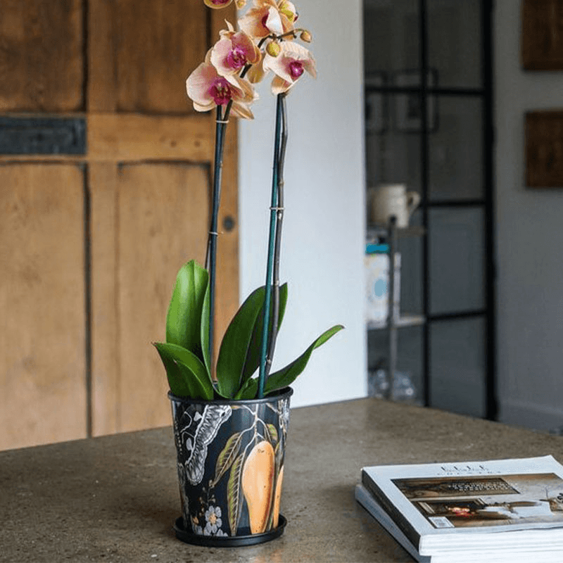 Kew Eclectic Orangery Planter With Saucer, D14cm, Black/Grey