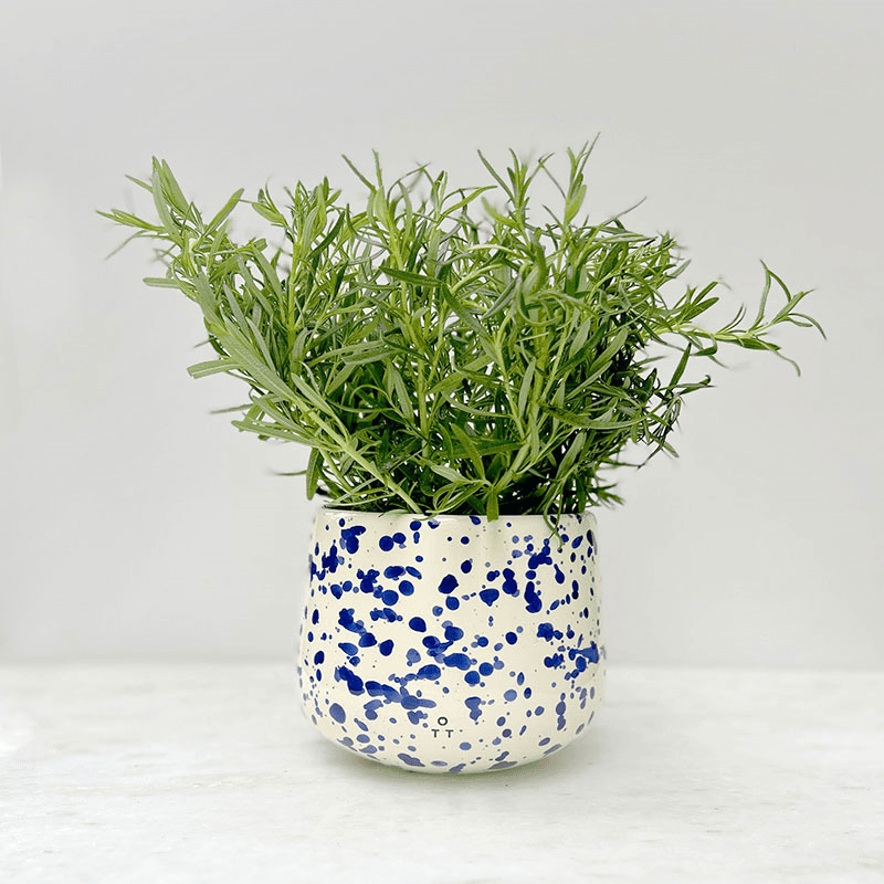 Splatter Indoor Planter, D15 x H13cm, Blueberry
