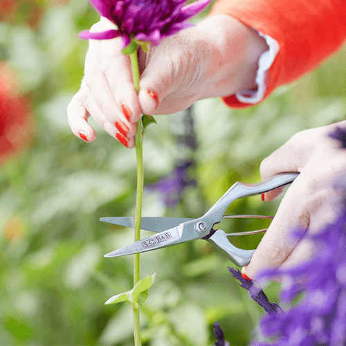 Image showing the Boxed Precision Secateurs, Stainless Steel product.