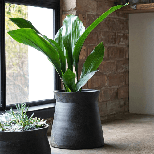 Image showing the Kew Eclectic Orangery Handthrown Planter, D23cm, Bronze product.