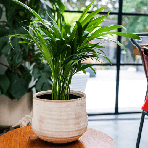 Image showing the Como Pot, D18cm, Ivory product.