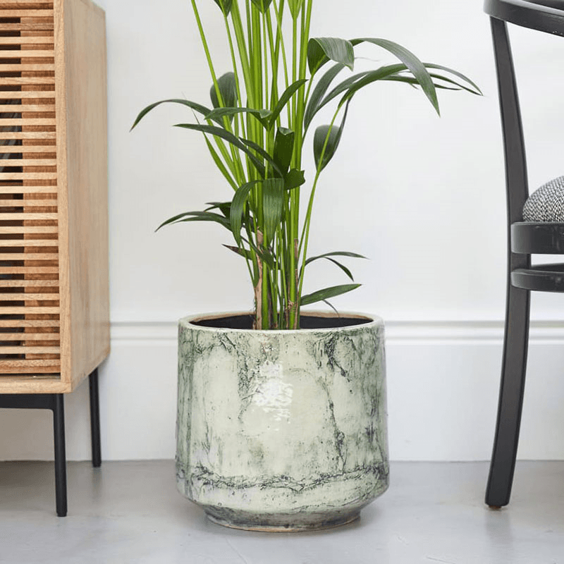 Big Ken the kentia palm with green fractured pot, 29 x 170cm
