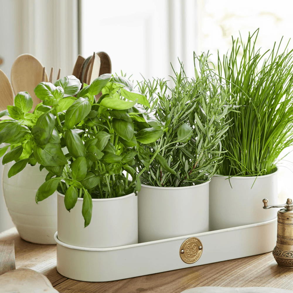 Set of 3 Herb Pots, Cream