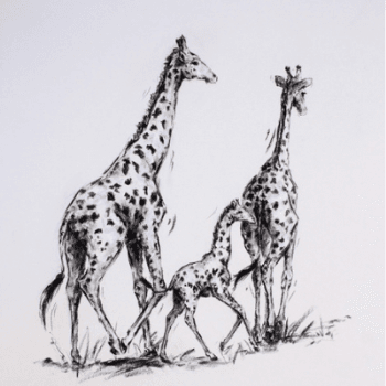 Image showing the Acacia Plains Mounted Print product.