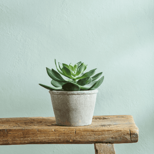 Image showing the Echeveria Succulent product.