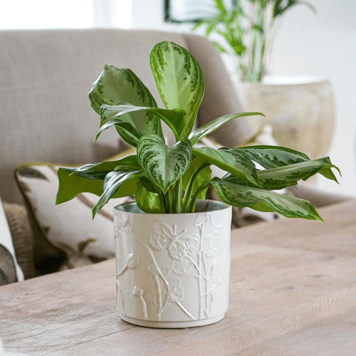 Image showing the Kew Botanical Retreat Stoneware Meadow Planter, D18cm, Cream product.