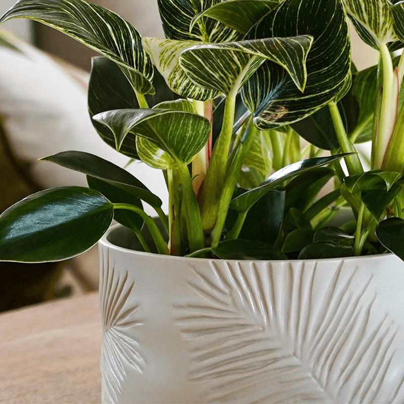 Kew Botanical Retreat Stoneware Sago Palm Bowl, D24cm, Cream