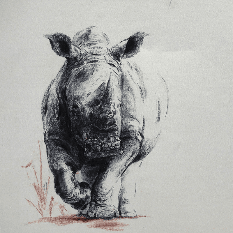 Rhino Territory Framed Print