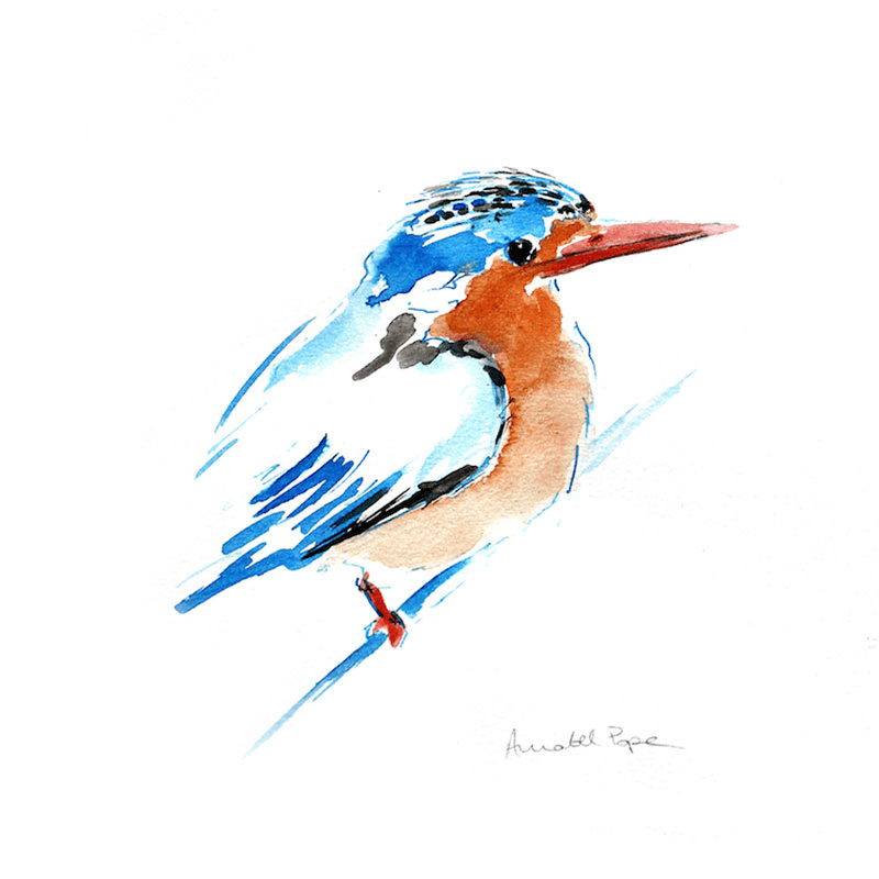 Malachite Kingfisher Framed Print