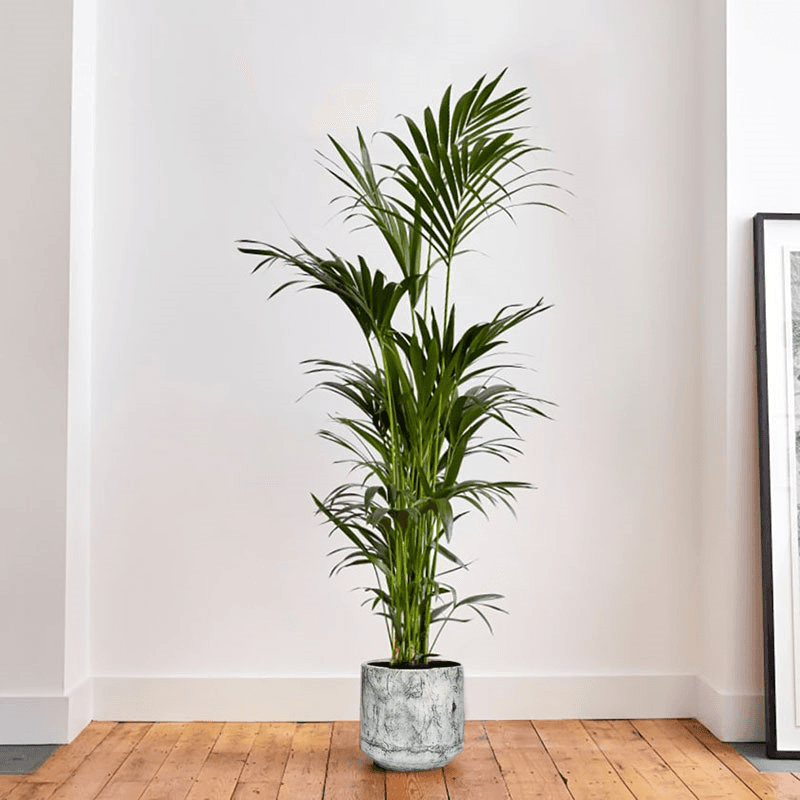 Big Ken the kentia palm with green fractured pot, 29 x 170cm