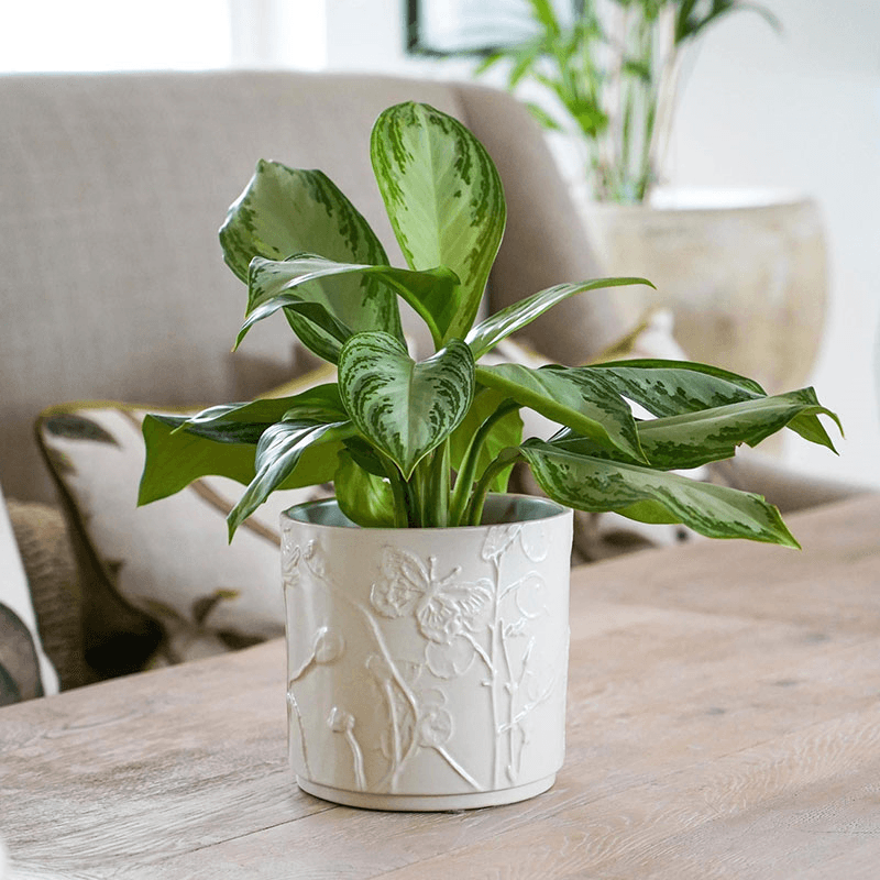 Kew Botanical Retreat Stoneware Meadow Planter, D24cm, Cream