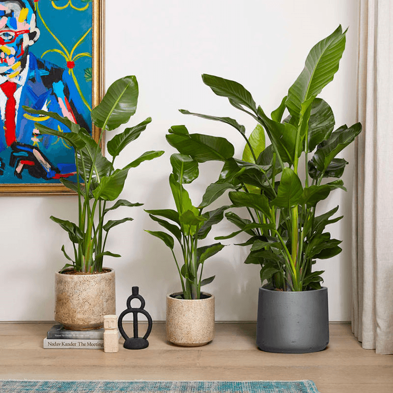 Nicolau The Strelitzia Nicolai with Grey Clay Pot, 130-140cm