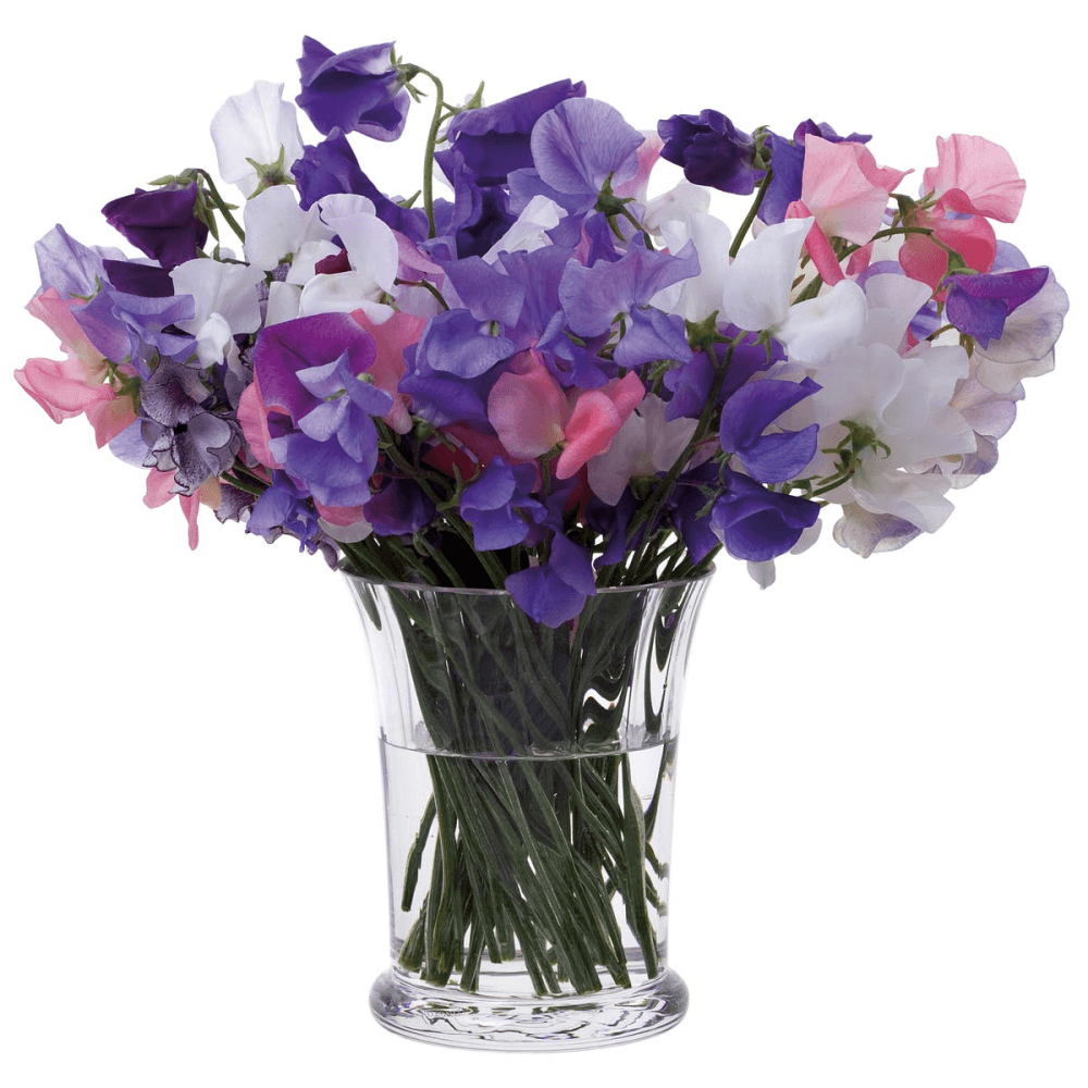 Florabundance Sweet pea vase, H15cm, Clear