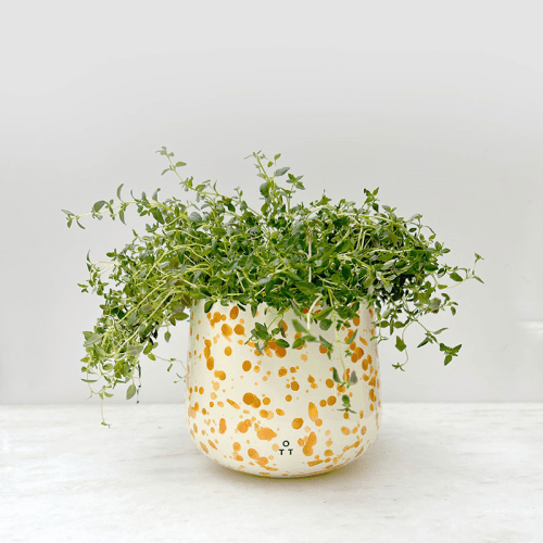 Image showing the Splatter Indoor Planter, D15 x H13cm, Burnt Orange product.