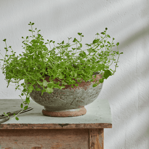 Image showing the Broseley Footed Pot, H12.2 x D25cm, Moss product.