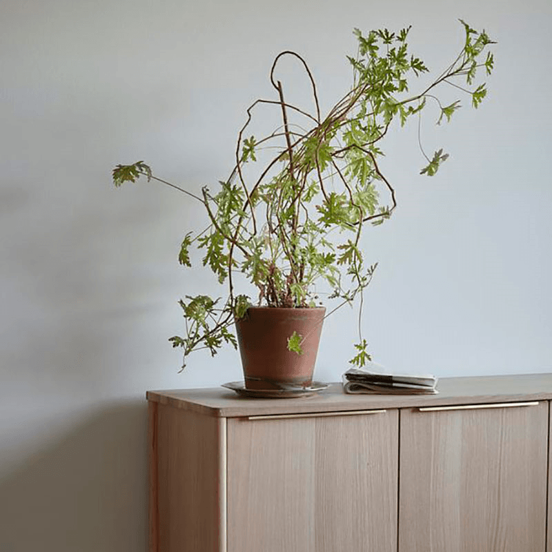Jut Indoor Cabinet, Oak