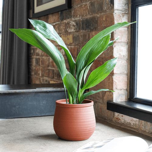 Image showing the Handthrown Planter, D25cm, Burnt Umber product.