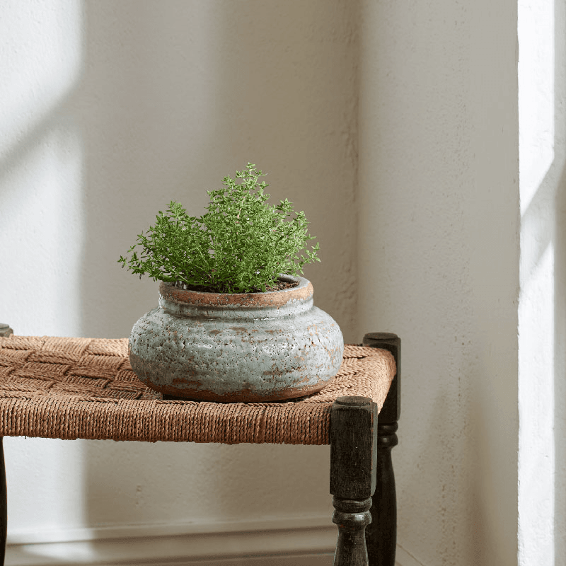 Broseley Pot, H10 x D22cm, Moss