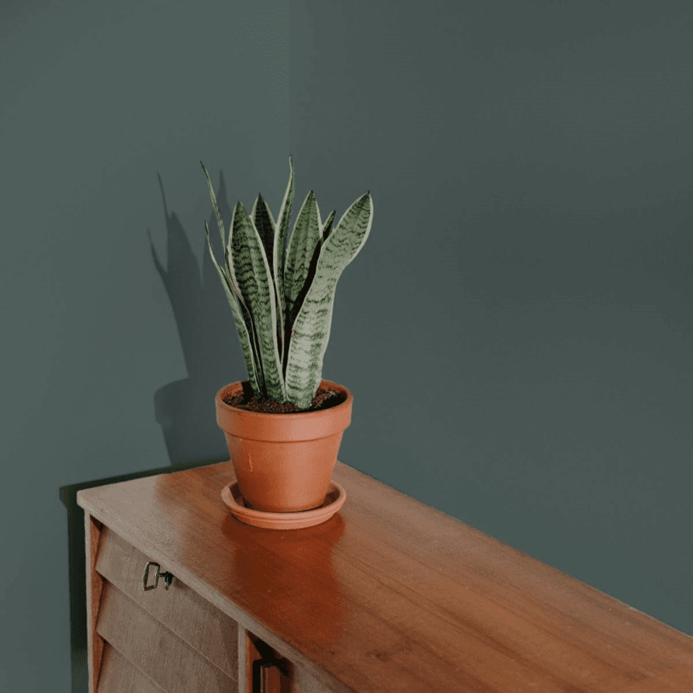 Flat Matt Wall & Ceiling Paint, Adulting Dark Greyish Teal 2.5L