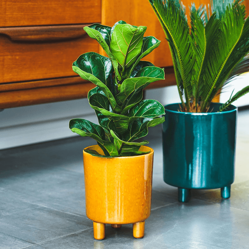 Pisa Planter, H16 x W19 x D19cm, Mustard