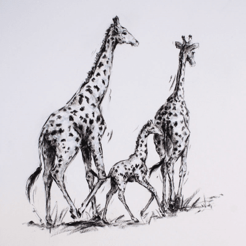 Image showing the Acacia Plains Framed Print product.
